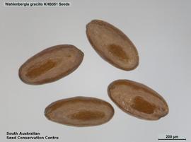   Seeds:   Wahlenbergia gracilis ; Photo by South Australian Seed Conservation Centre, used with permission
